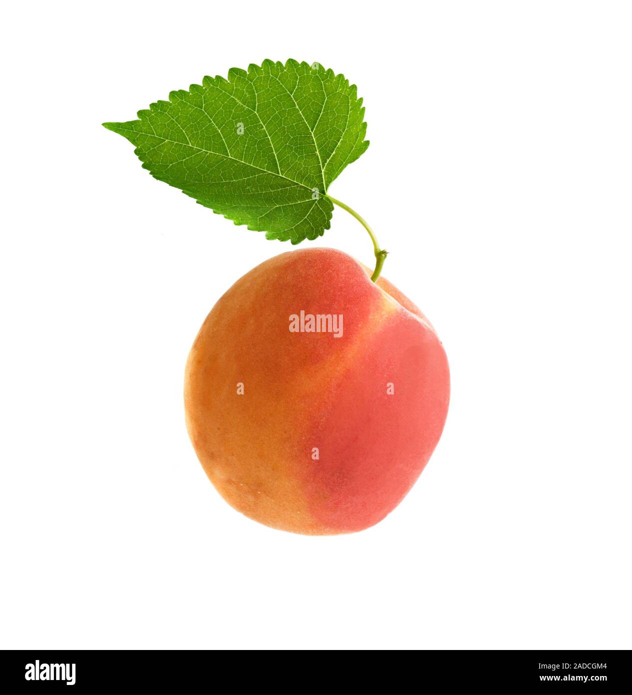 Apricot with leaf isolated on white background Stock Photo - Alamy