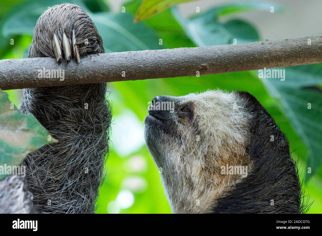 Pale-throated three-toed sloth (Bradypus tridactylus). When captured