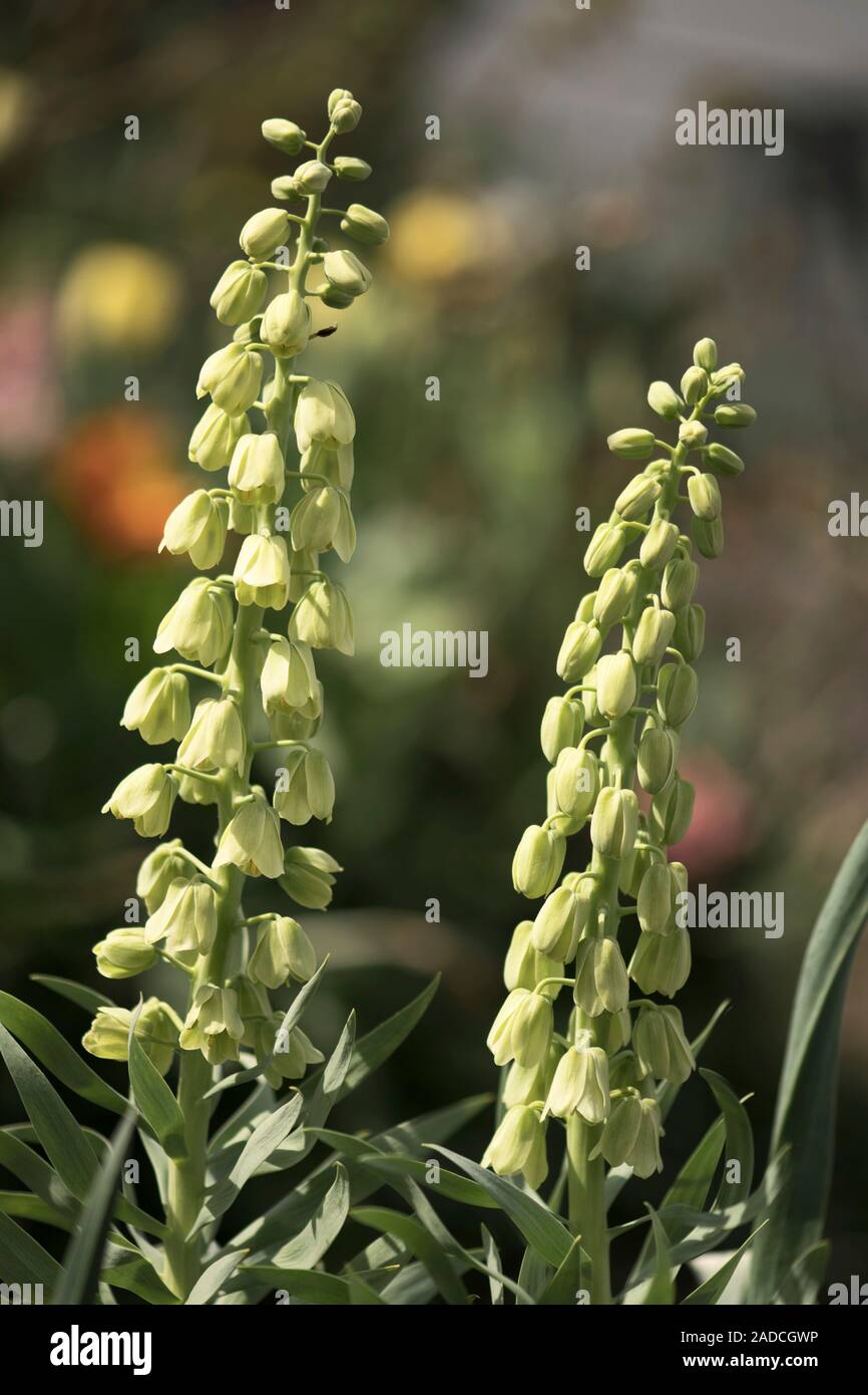 Fritillaria persica 'Ivory Bells' flowers. Stock Photo