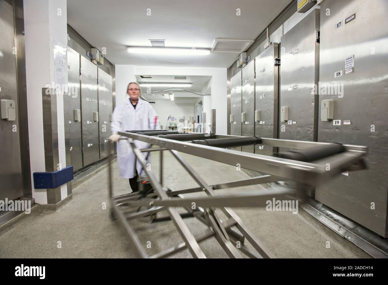 Mortuary. Mortuary worker wheeling a hydraulic body lifting trolley
