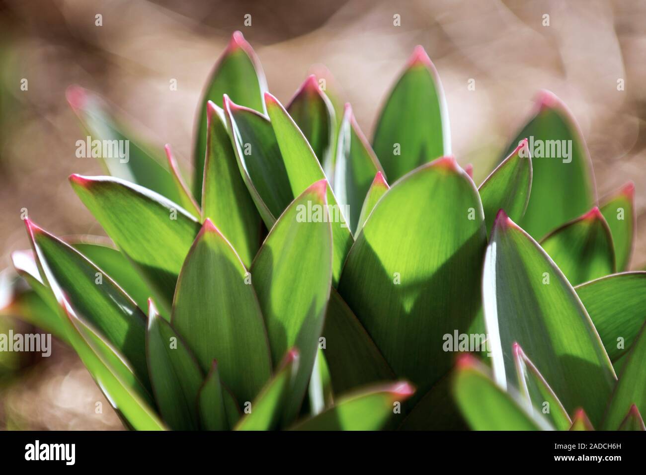 Fritillaria persica leaves. Stock Photo