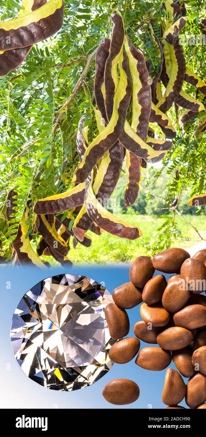 Seeds of the carob tree Ceratonia siliqua were used for centuries