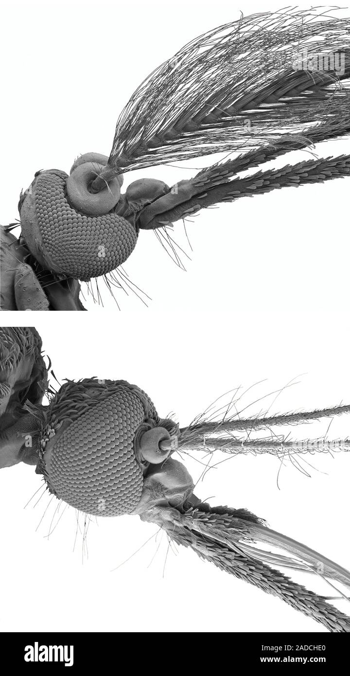 Heads of the male and female mosquito. Scanning electron micrograph ...