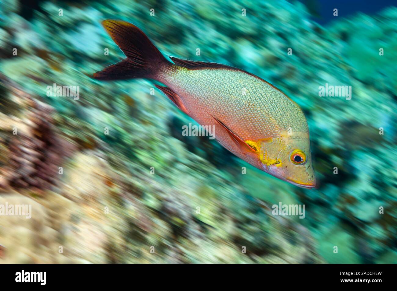 A motion blurred image of a humpback red snapper, Lutjanus gibbus, also known as a paddletail snapper, Yap, Micronesia. Stock Photo