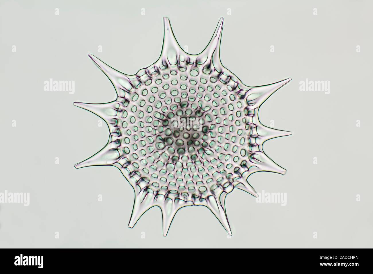 трофейные солнечник. трофейные солнечник. солнечник серебристый рыба. актинофриидные солнечники. солнечники (heliozoa).