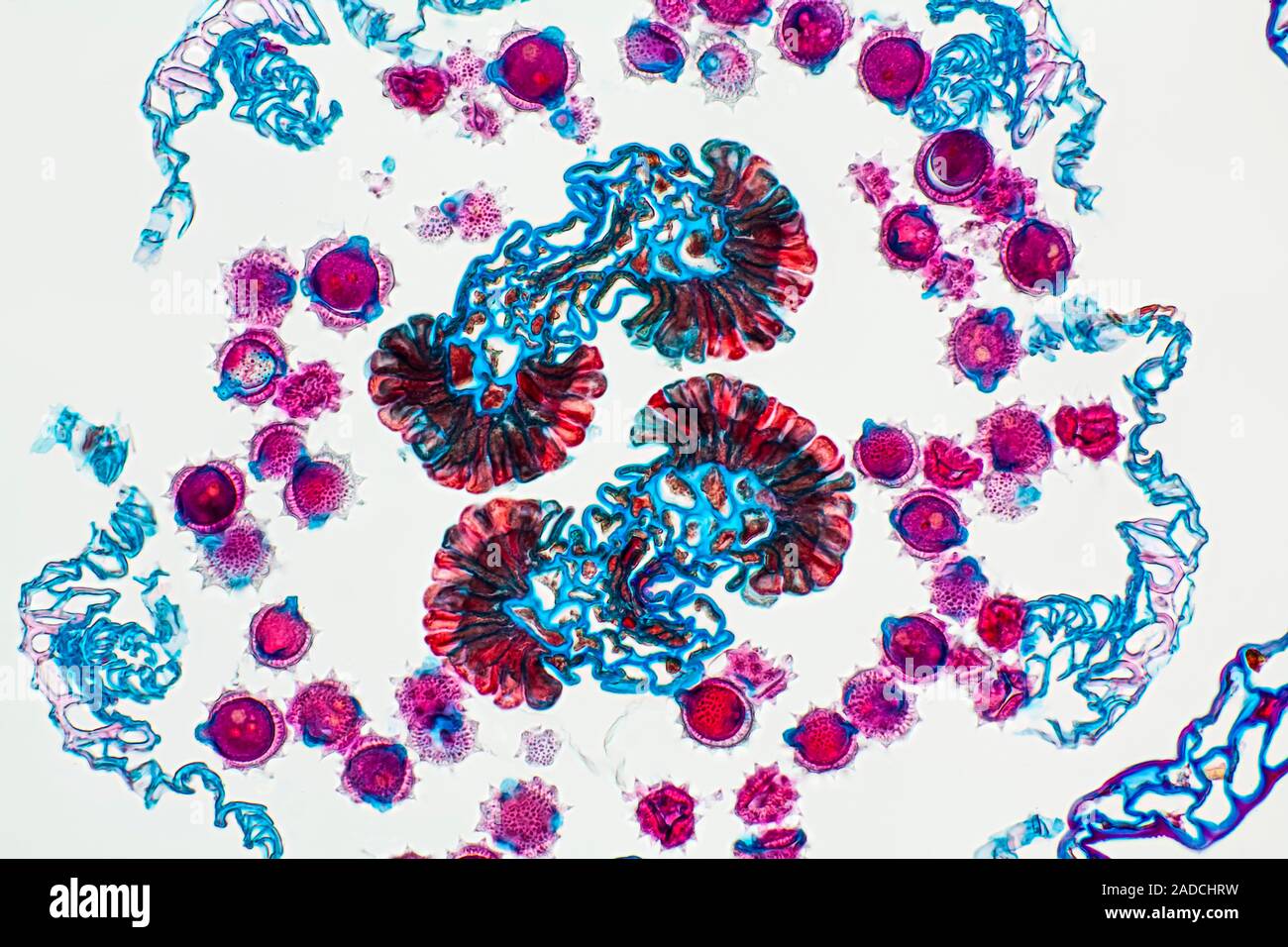 Light micrograph of a section through the flower of a Marguerite daisy ...