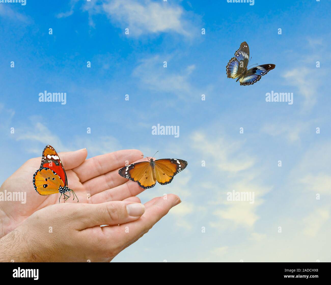 Monarch butterfly flying from hands Stock Photo Alamy