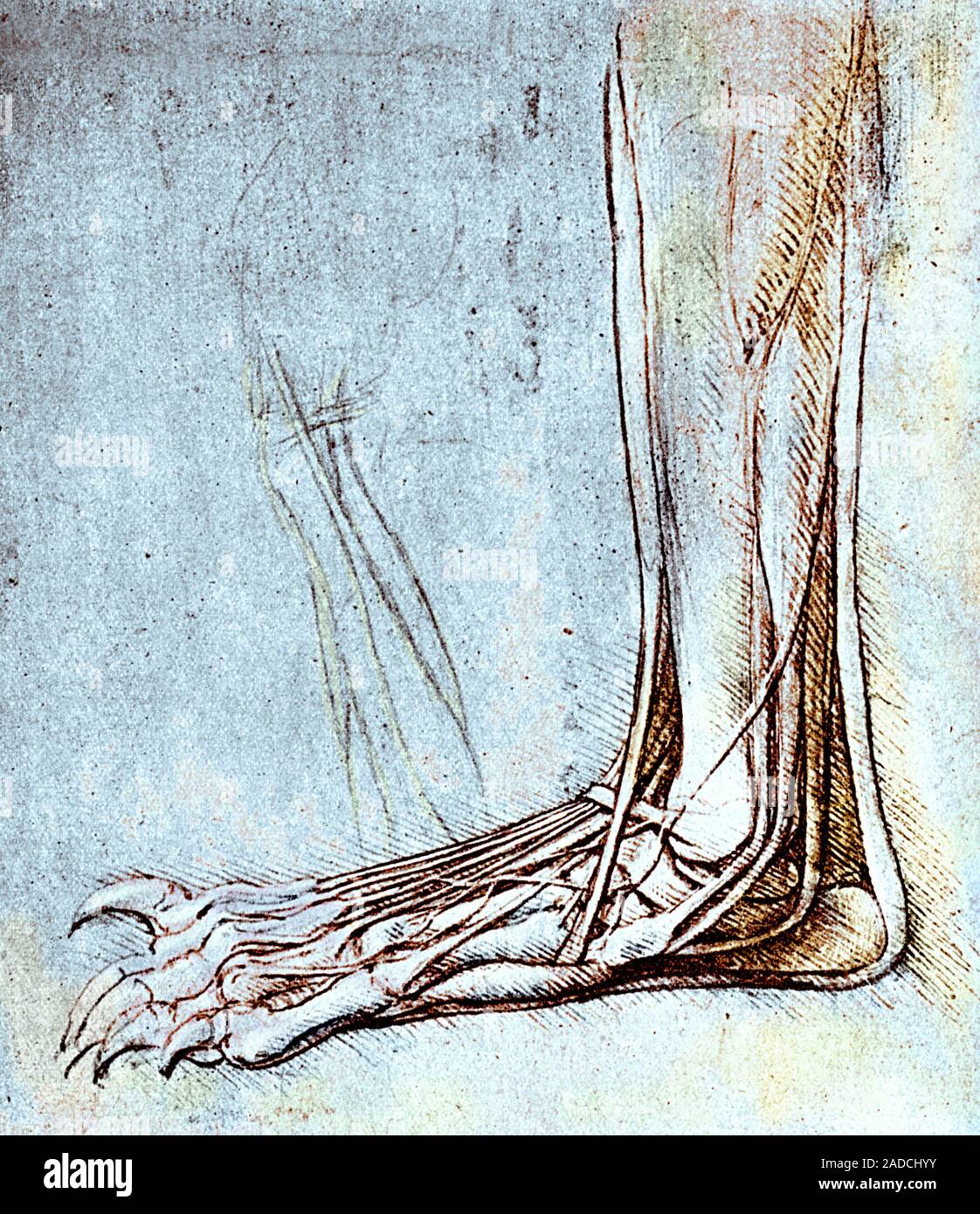 Drawing by Leonardo da Vinci of the dissection of the foot of a bear