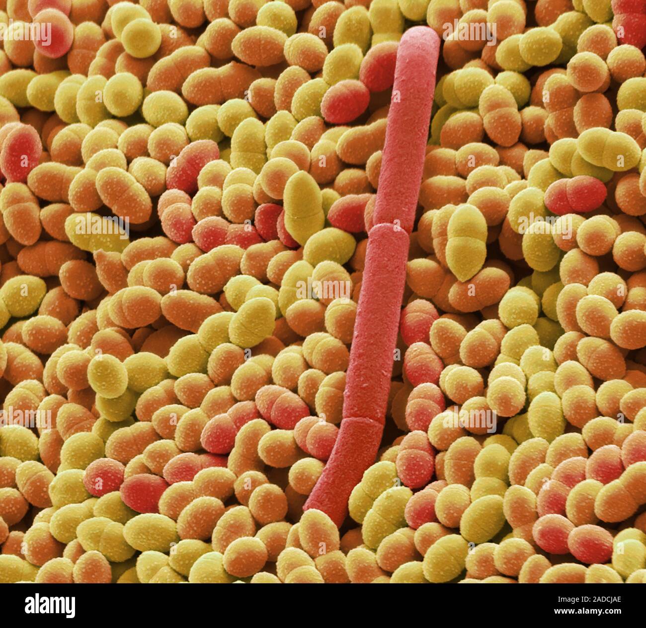 Yoghurt bacteria. Coloured scanning electron micrograph (SEM) of the