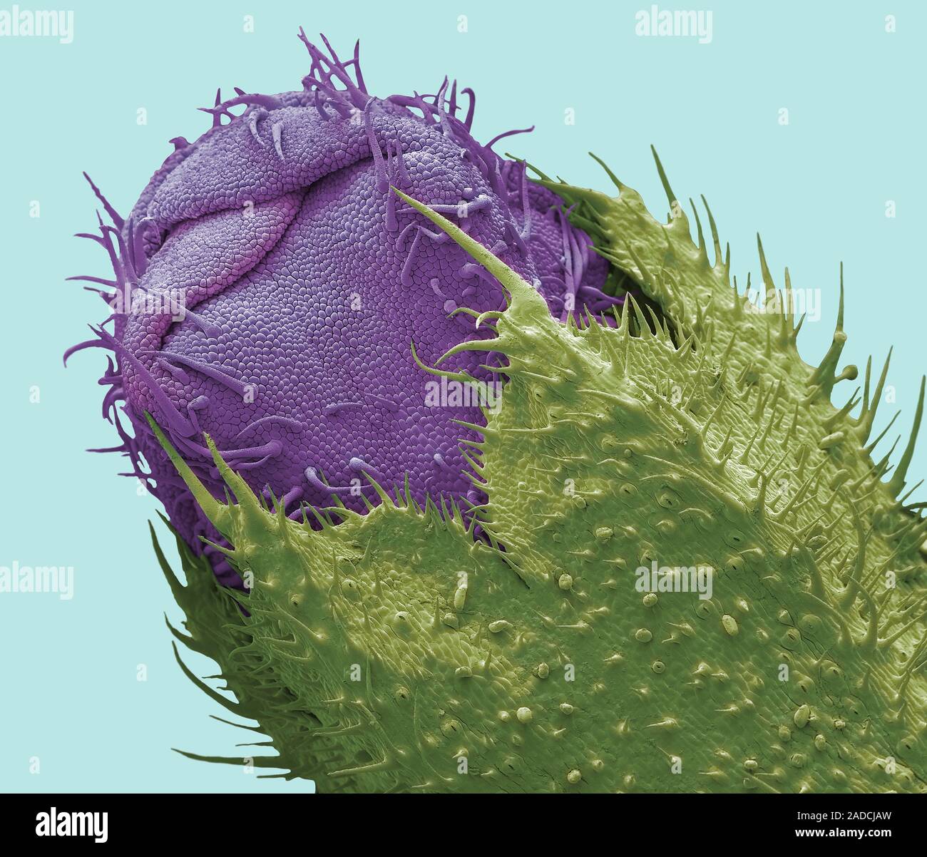 Verbena flower bud. Coloured scanning electron micrograph (SEM) of a ...