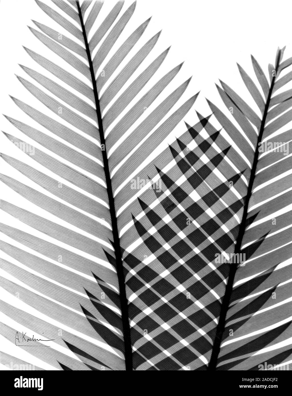 Plant fronds X ray Stock Photo Alamy Plant fronds X ray Stock Photo Alamy