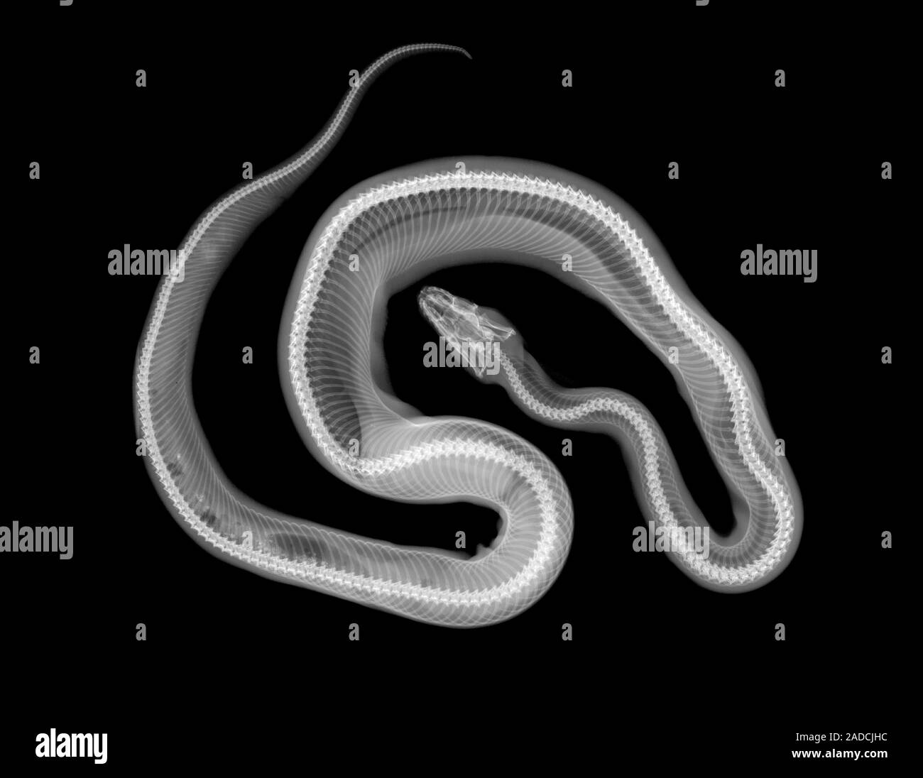 Python sp. snake, X-ray Stock Photo - Alamy