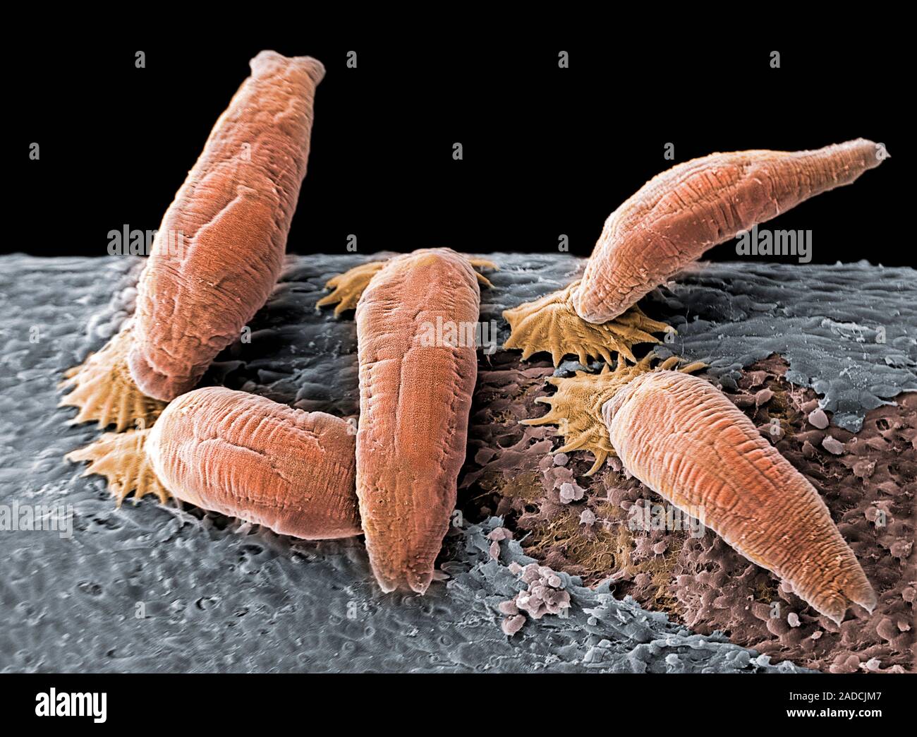 Coloured scanning electron micrograph (SEM) of Gyrodactylus salaris