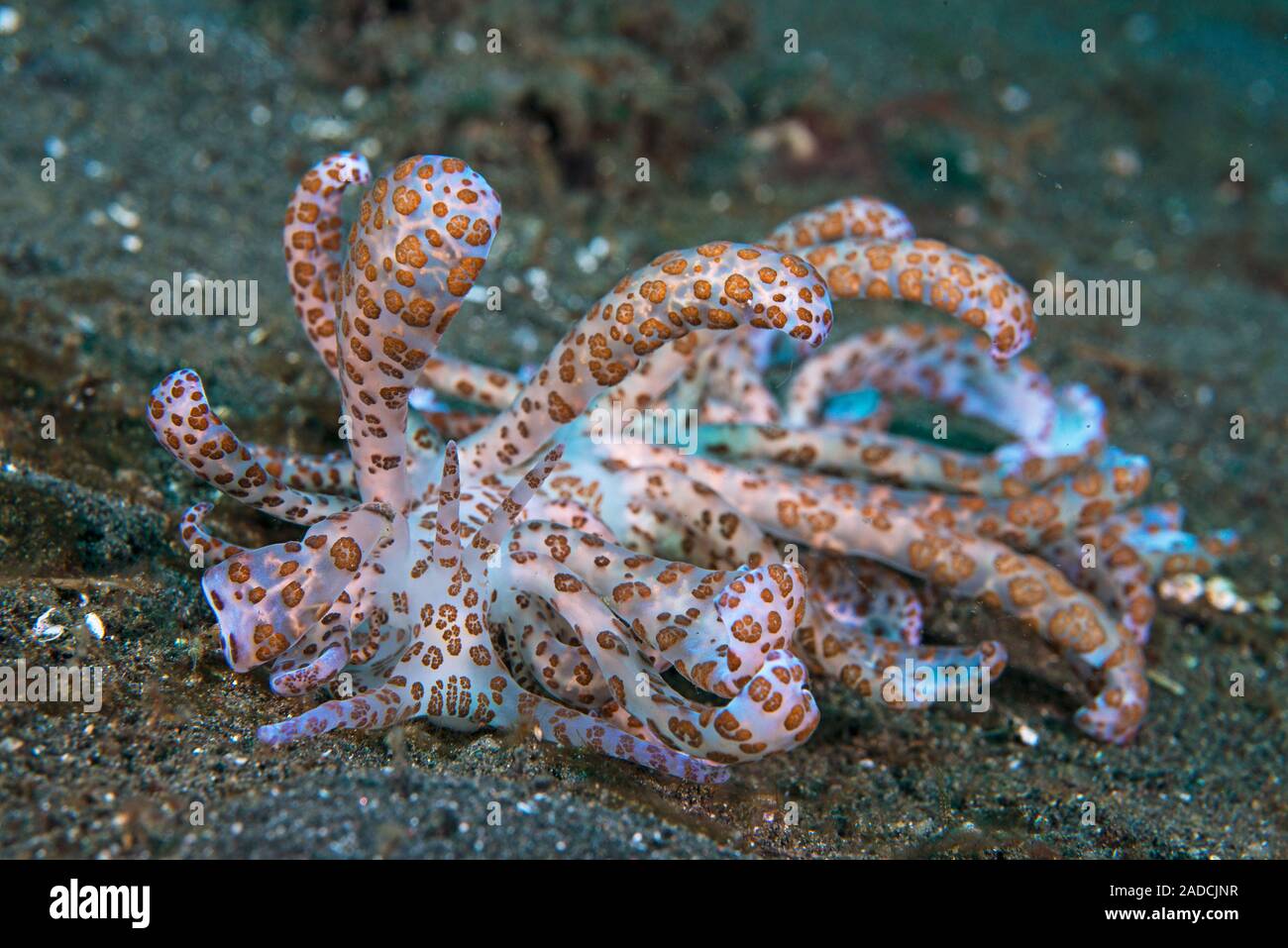Solar-powered nudibranch (Phyllodesmium longicirrum). This sea slug