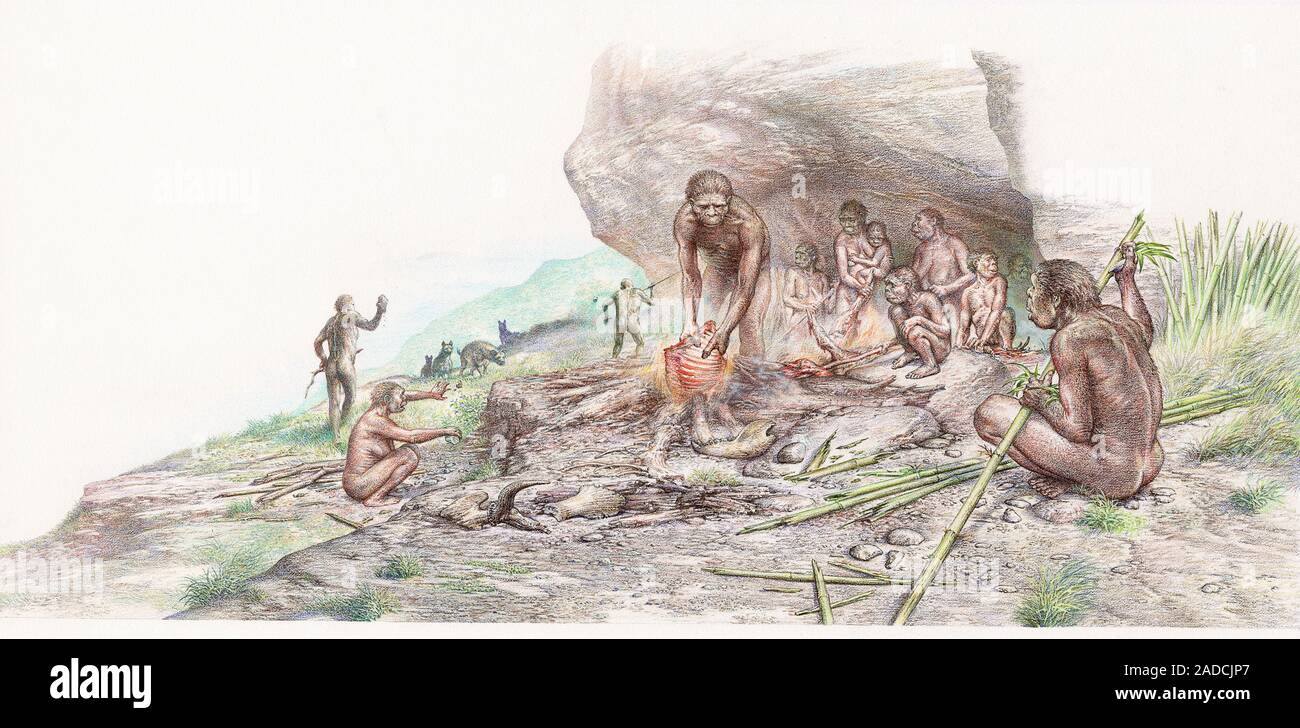 Homo erectus cooking meat. Illustration of a group of Homo erectus ...