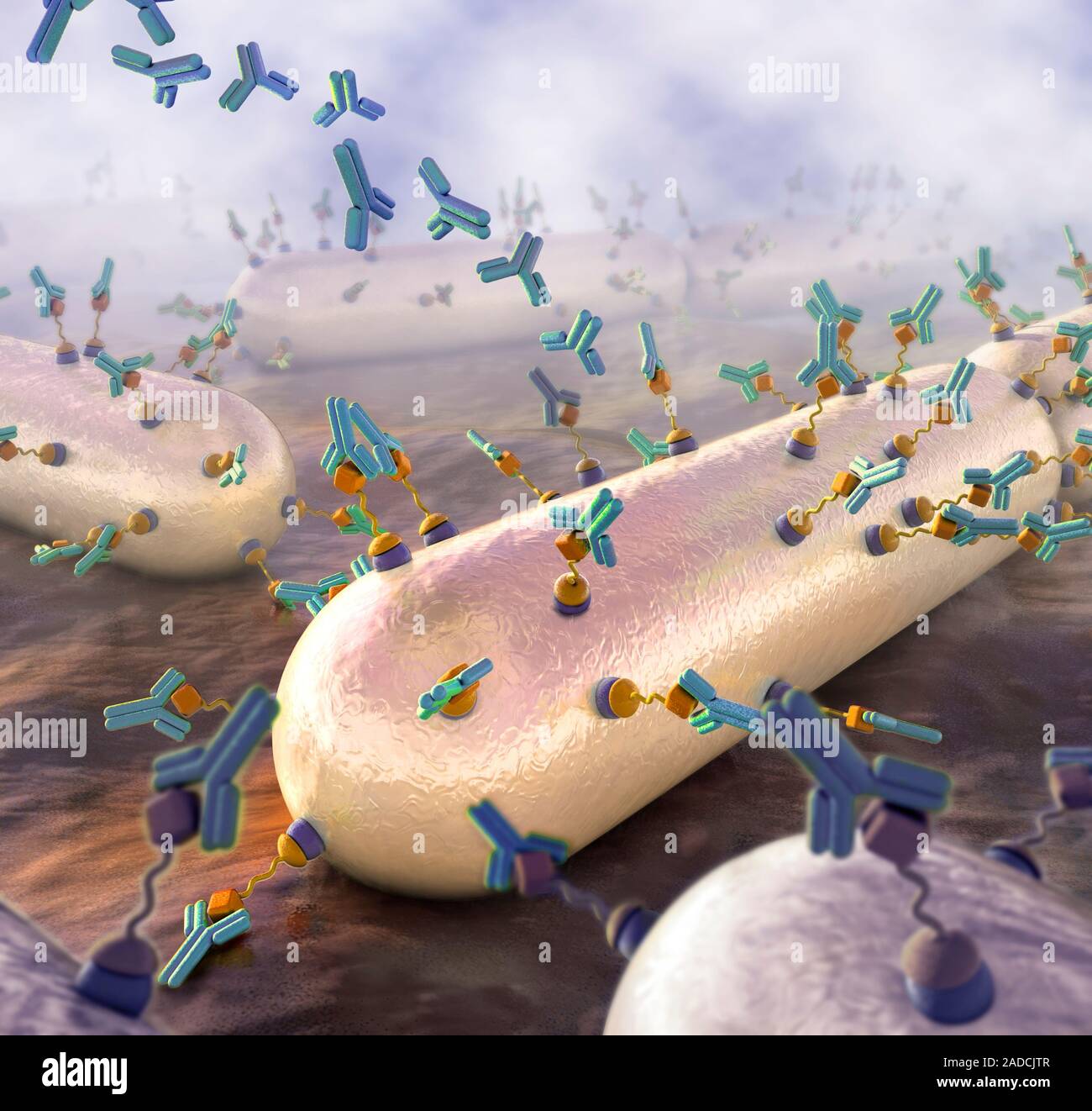 Illustration of antibody, or immunoglobulin, molecules attacking