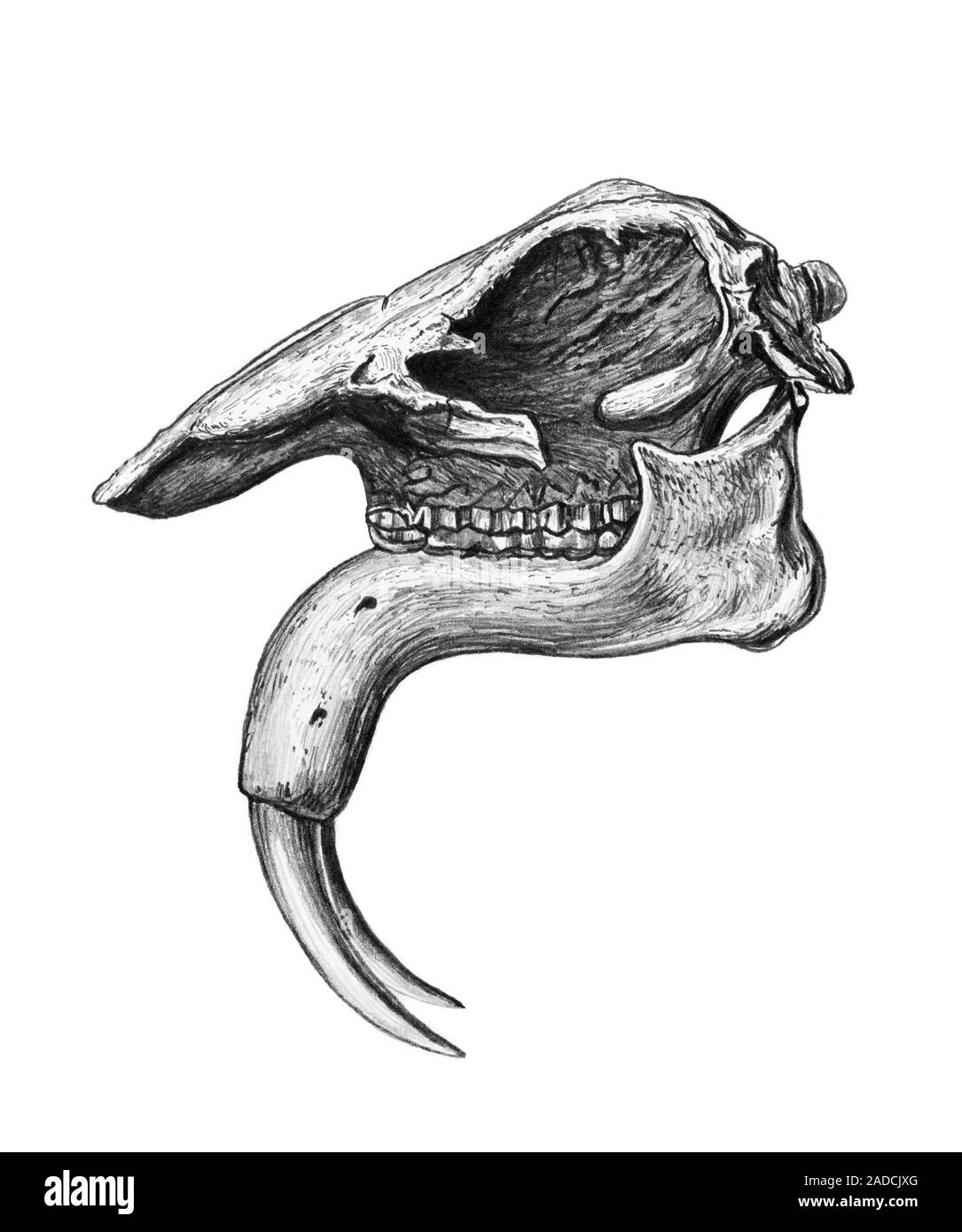 Deinotherium skull, illustration. This skull is 1 metre long. This ...