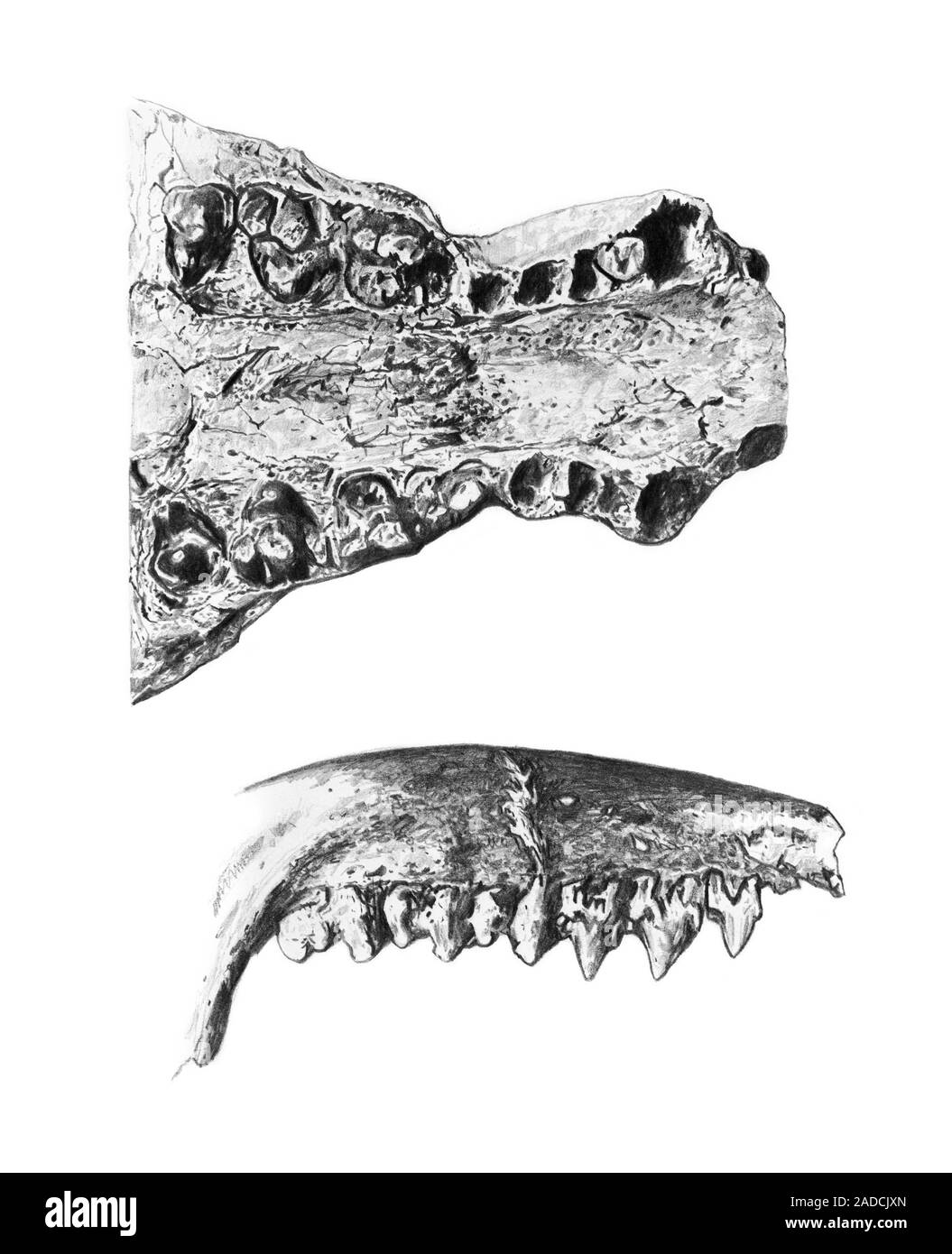 Protungulatum and Trogosus jaw bones, illustration. Lateral view