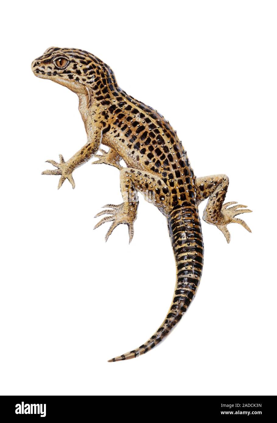 Lizard, illustration. This lizard displays characteristic adaptations such as the absence of
