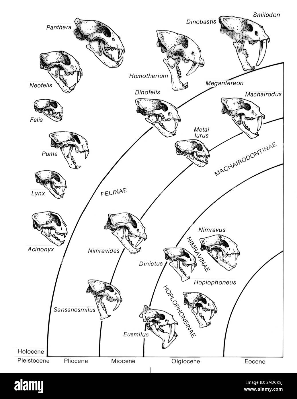 Cat evolution. Illustration showing the skulls and evolutionary