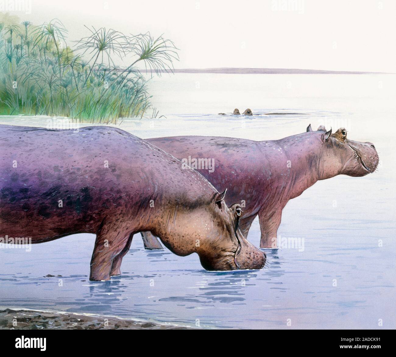 гаур гаял. 10 тонн животное. лесной бизон северной америки. белый бык шароле. 10 тонн животное.