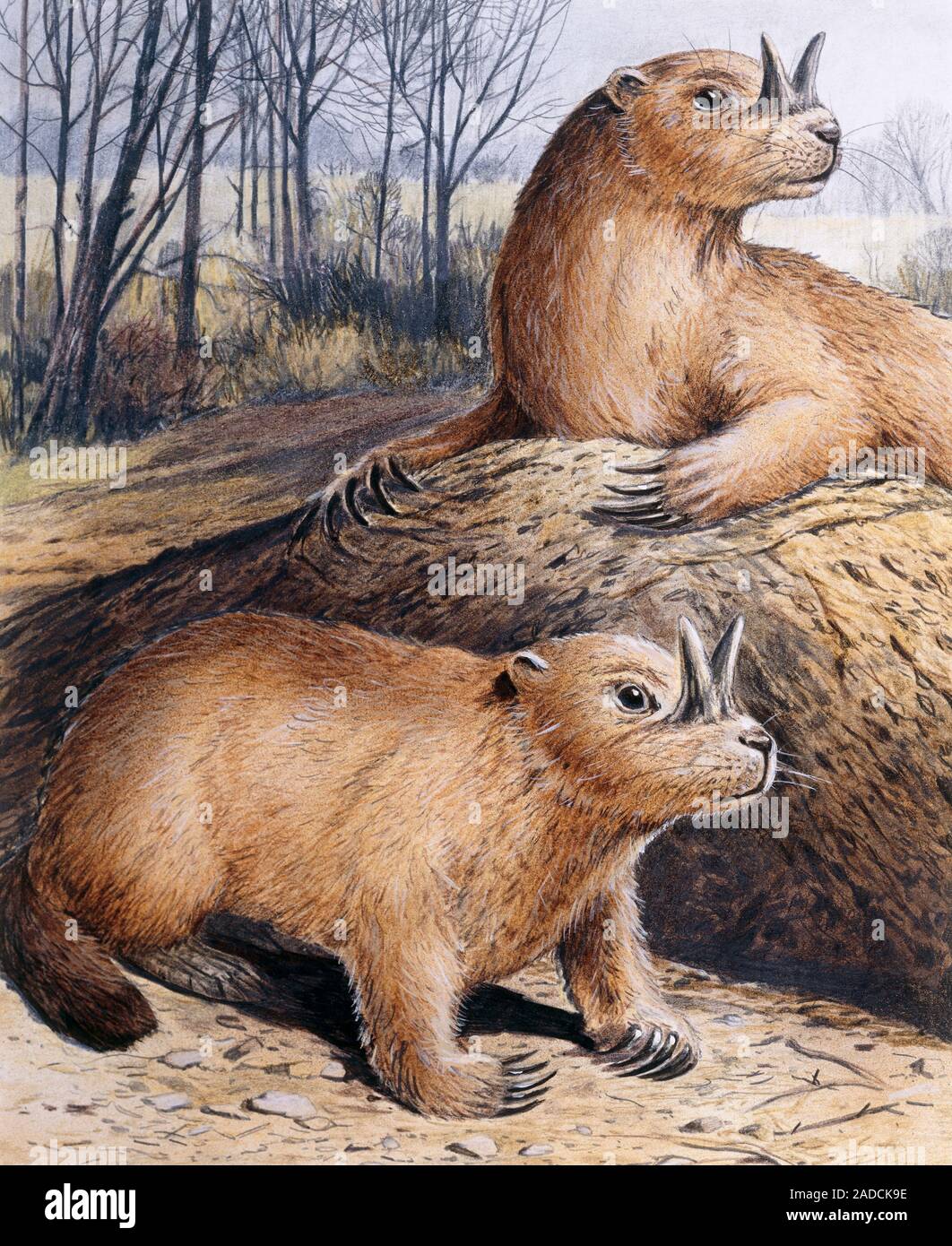 Ceratogaulus, illustration. This extinct prehistoric mammal is also