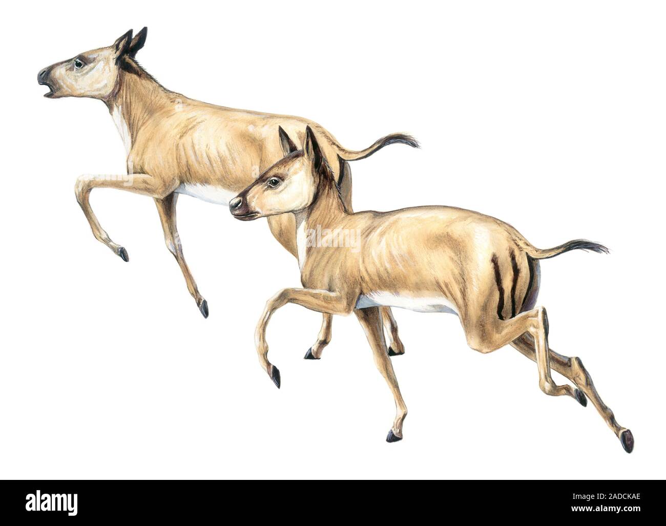 prehistoric antelope
