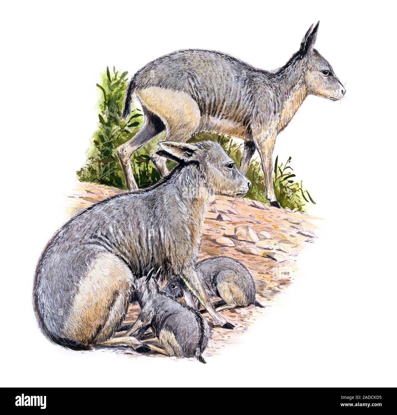 Cainotherium, illustration. This extinct prehistoric mammal is a rabbit