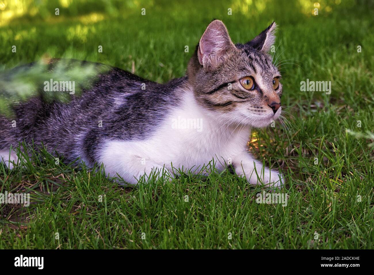 Domestic cat lying down hi-res stock photography and images - Alamy