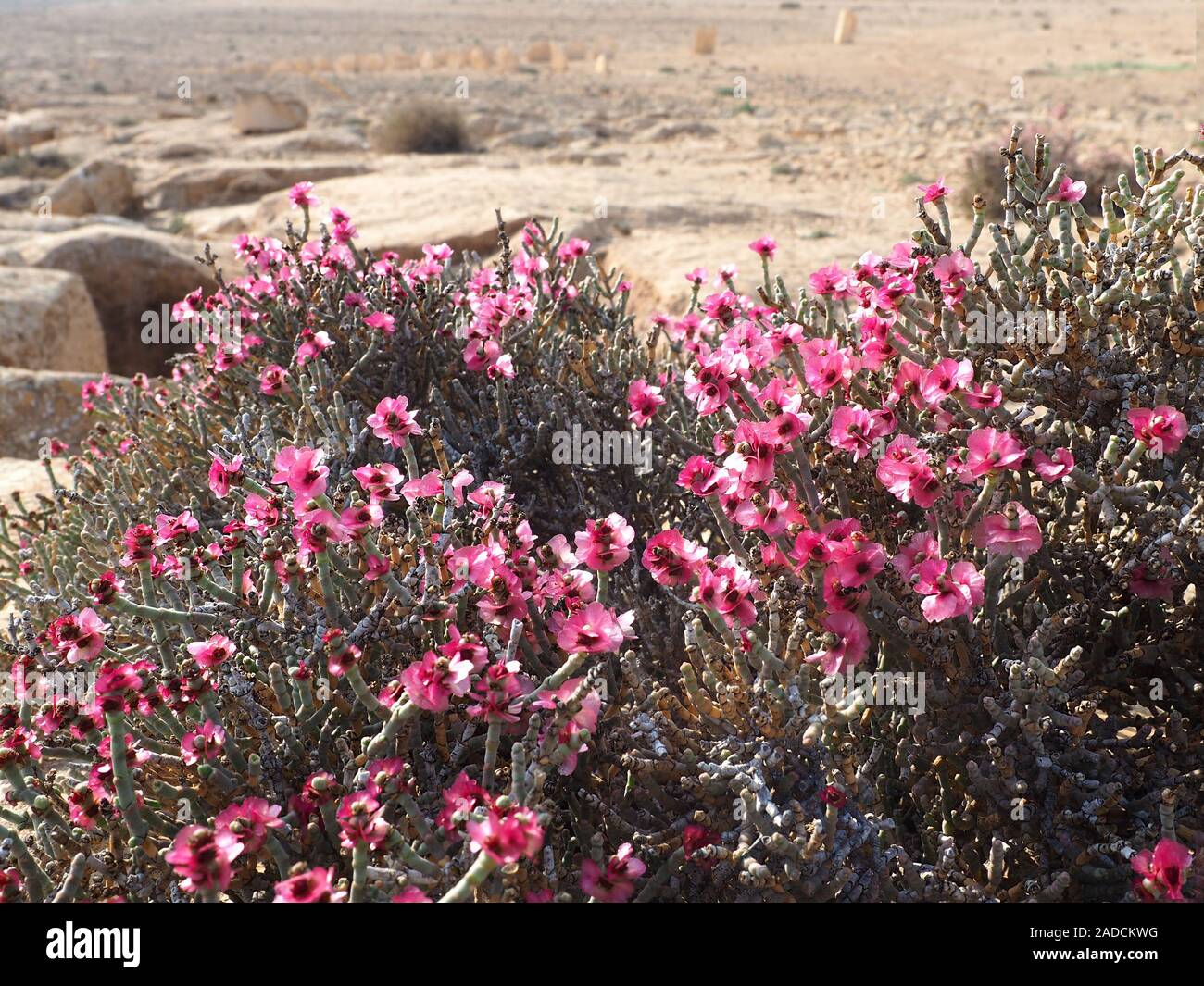 Pink flowers in the Negev desert. Blooming desert of Israel Stock Photo -  Alamy