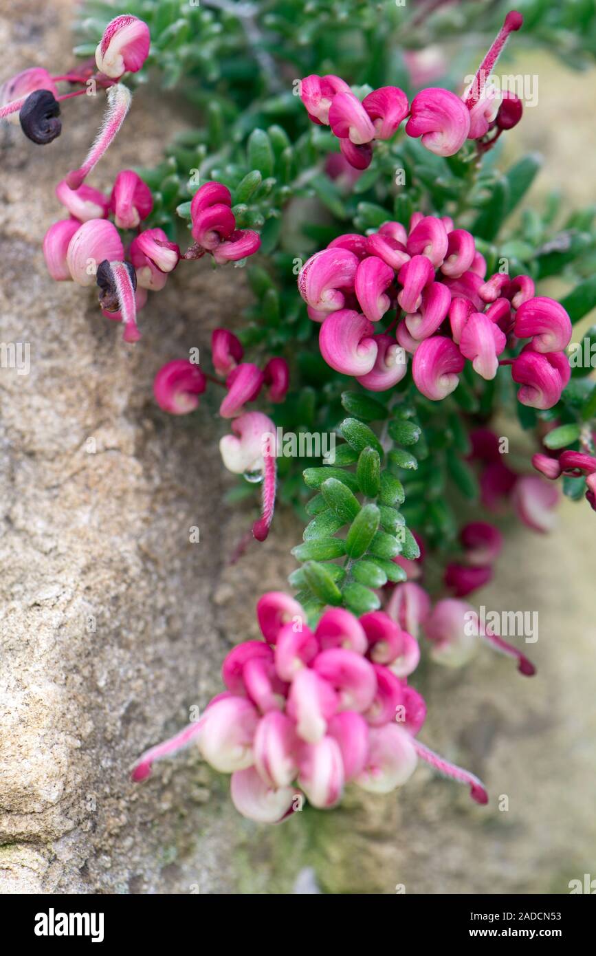 Woolly Grevillea (Grevillea lanigera prostrate) showing both foliage and flowers. Stock Photo