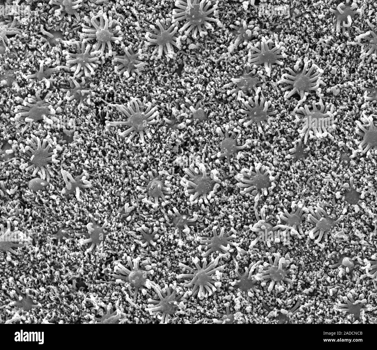 Nasal lining. Scanning electron micrograph (SEM) of the olfactory ...