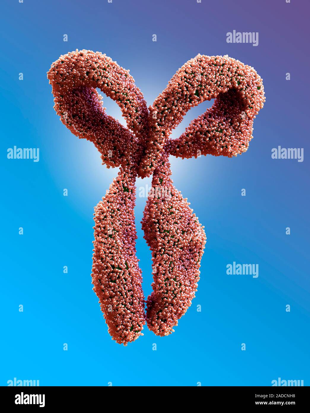 Antibody. Computer illustration of ab antibody, or immunoglobulin