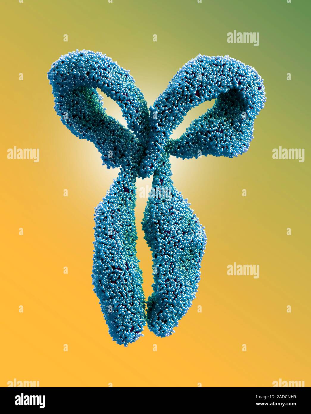Antibody. Computer illustration of ab antibody, or immunoglobulin