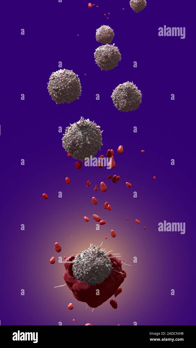 T-cell attacking cancer cell. Computer illustration of a T-lymphocyte ...