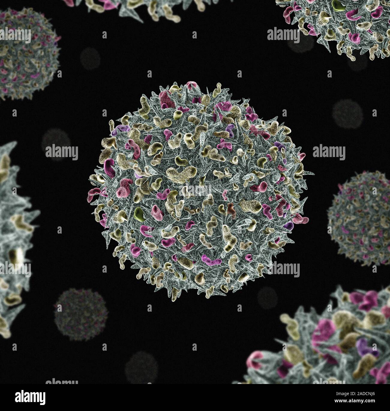 T-cell attacking cancer cell. Computer illustration of a T-lymphocyte ...