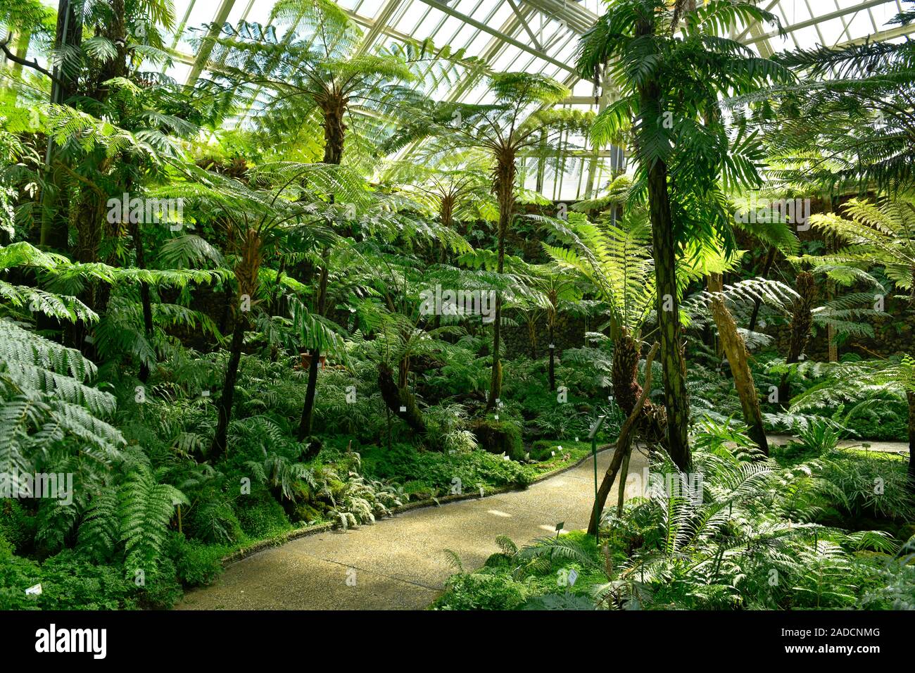 Farnhaus, Botanischer Garten, KöniginLuiseStraße, Lichterfelde