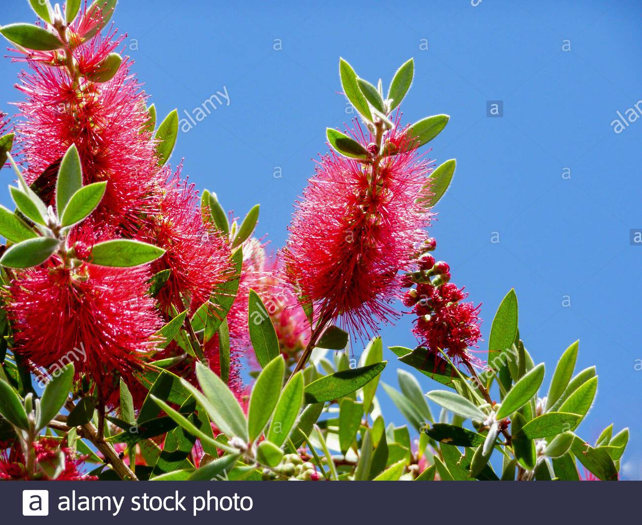 Southern Meadows Wildflower Wednesday Bottlebrush Buckeye