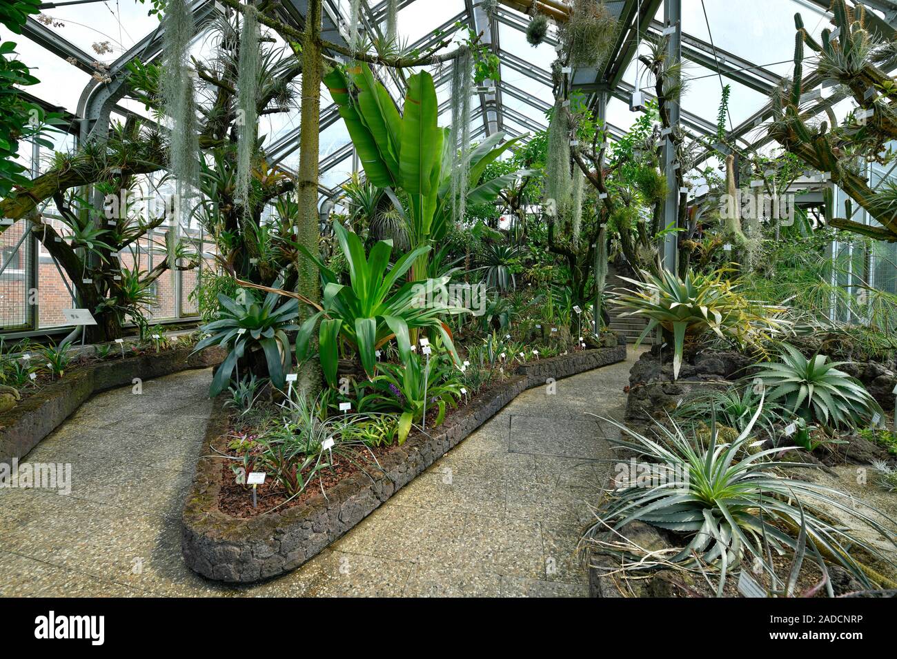 Bromelienhaus Botanischer Garten Konigin Luise Strasse