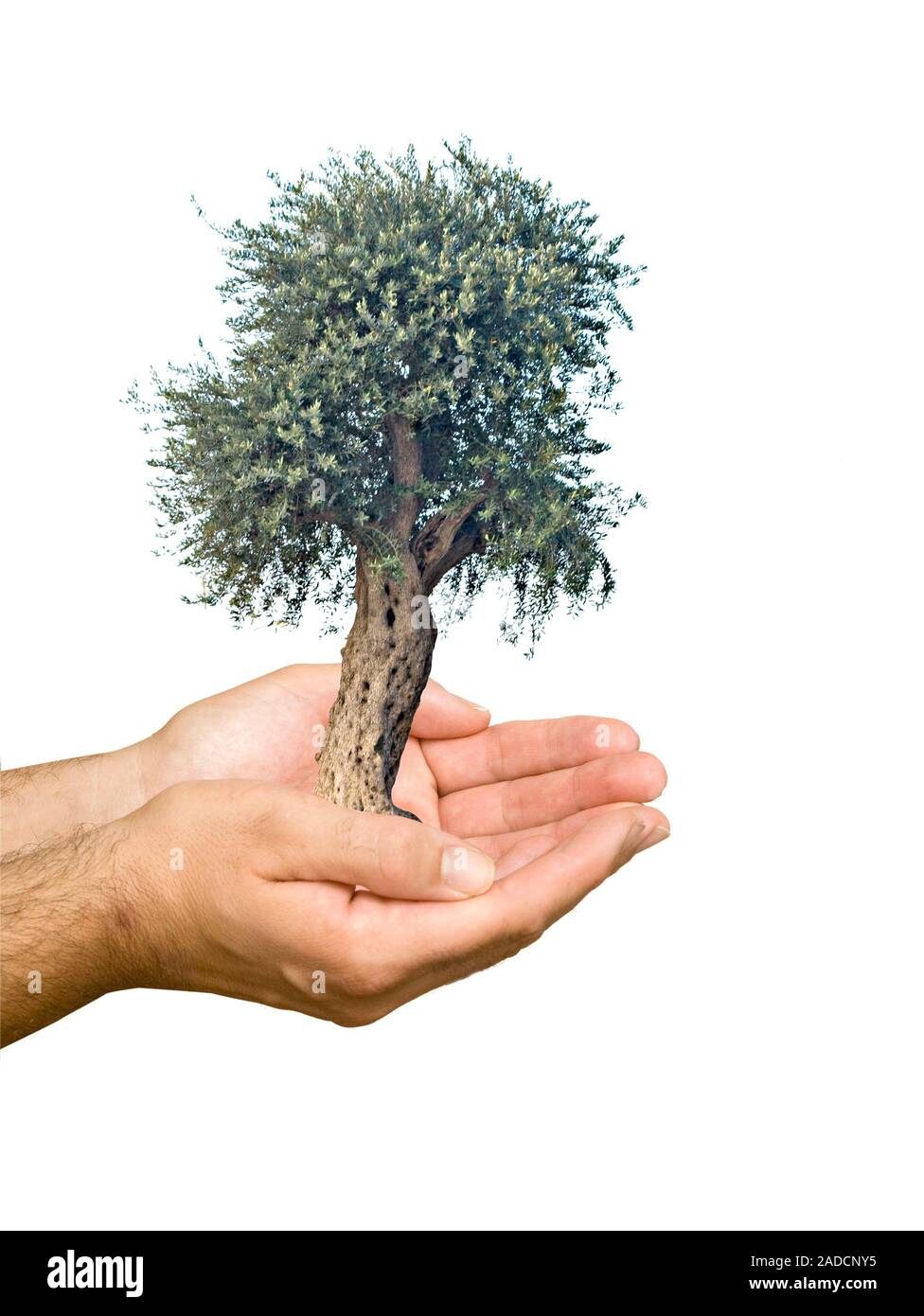 Olive tree agriculture Cut Out Stock Images & Pictures - Alamy