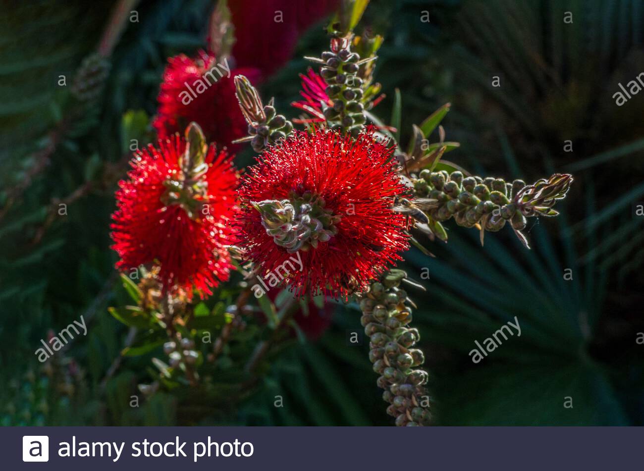 Callistemon Pink Stock Photos Callistemon Pink Stock Images Alamy