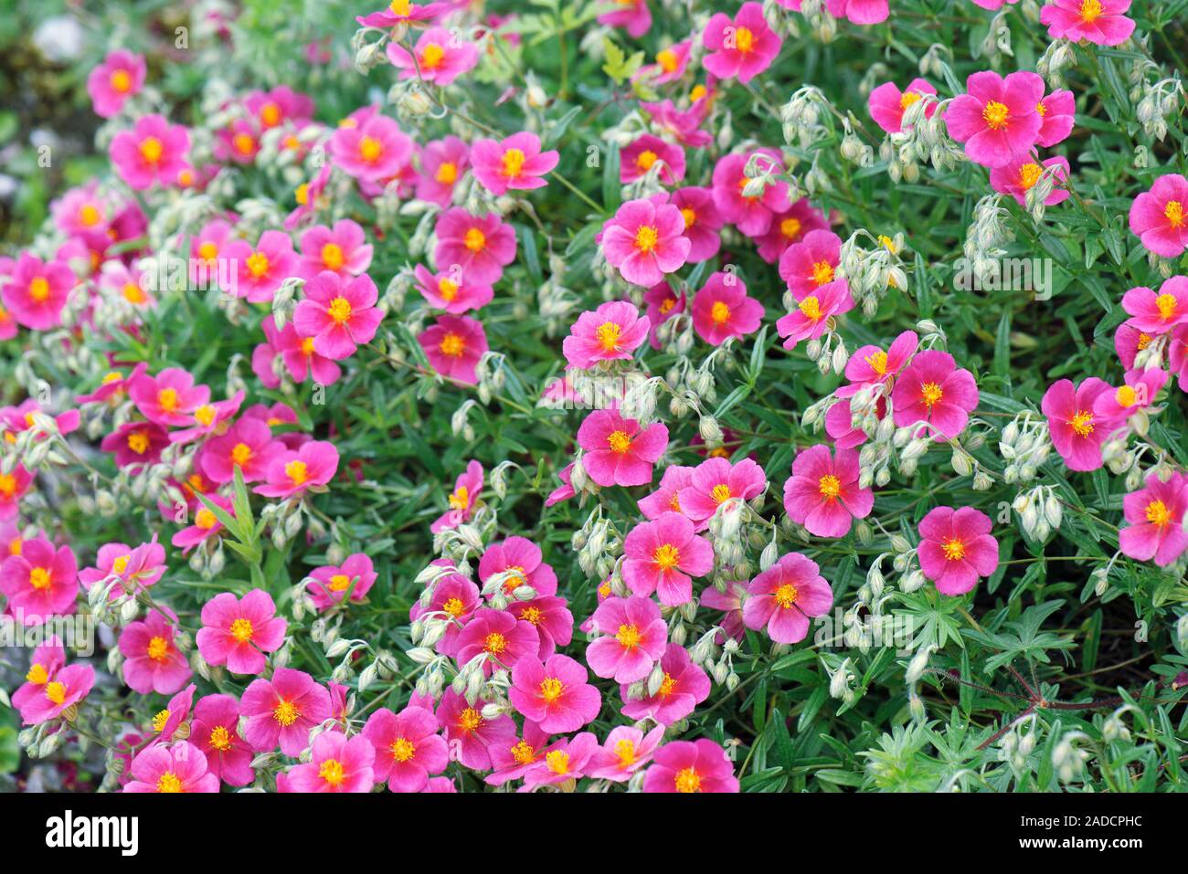Very Raspberry Ripple Rose Bush Rock Rose (Helianthemum 'Raspberry Ripple') flowering in the Summer ...