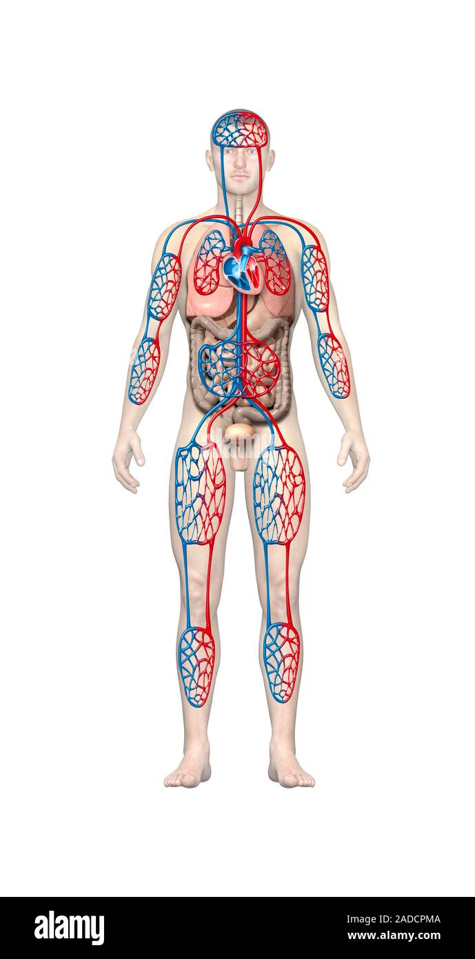Human capillary beds, illustration. Capillary beds are the networks of  capillaries that are located between arterioles and venules. Capillaries  supply Stock Photo - Alamy