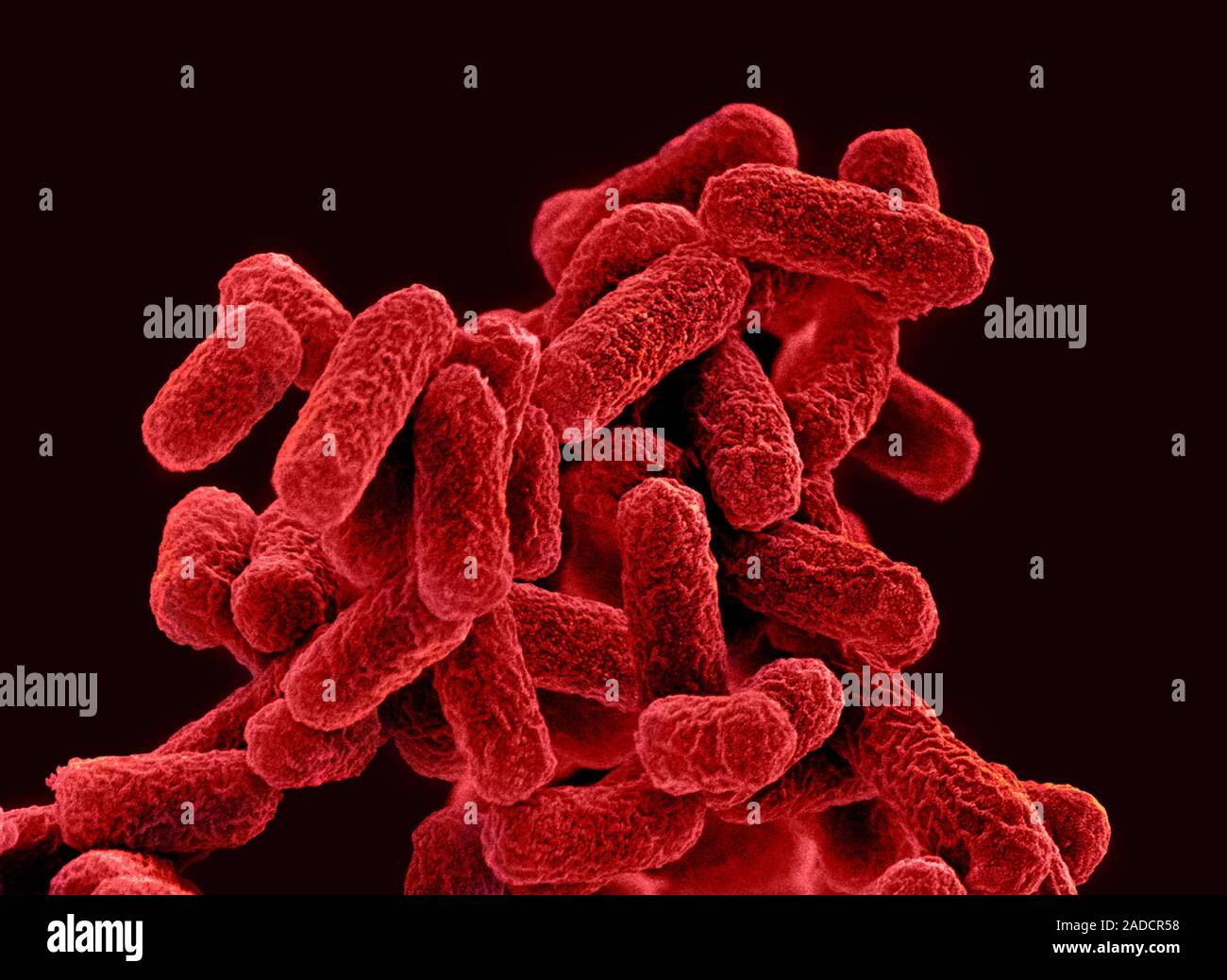 E. coli bacteria. Coloured scanning electron micrograph (SEM) of