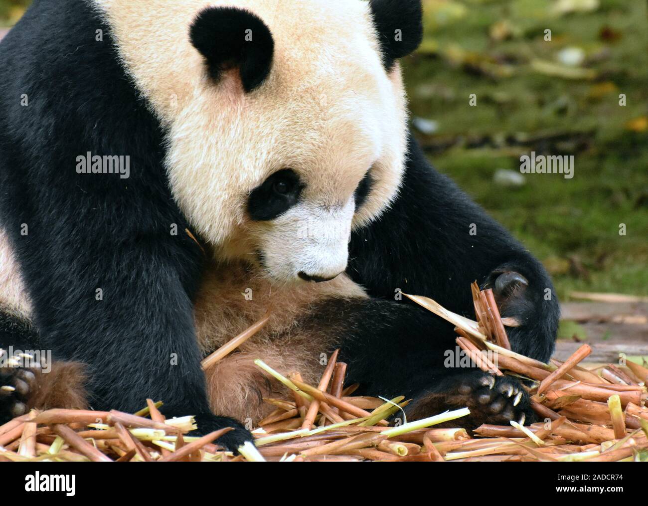 Cute panda bear picks bamboo shoots to eat Stock Photo