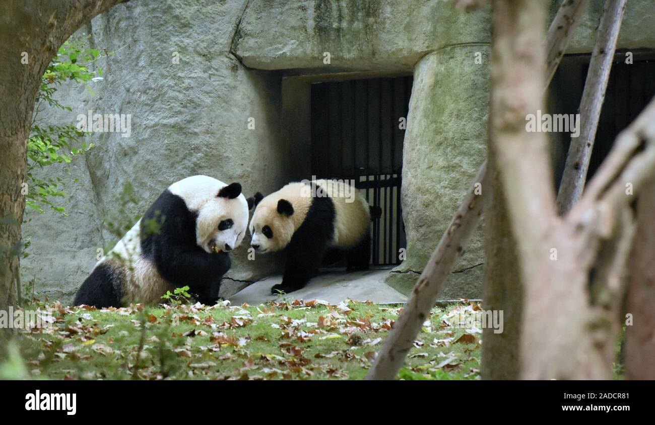 Panda couple at Chengdu Research Base of Giant Panda Breeding Center Stock Photo