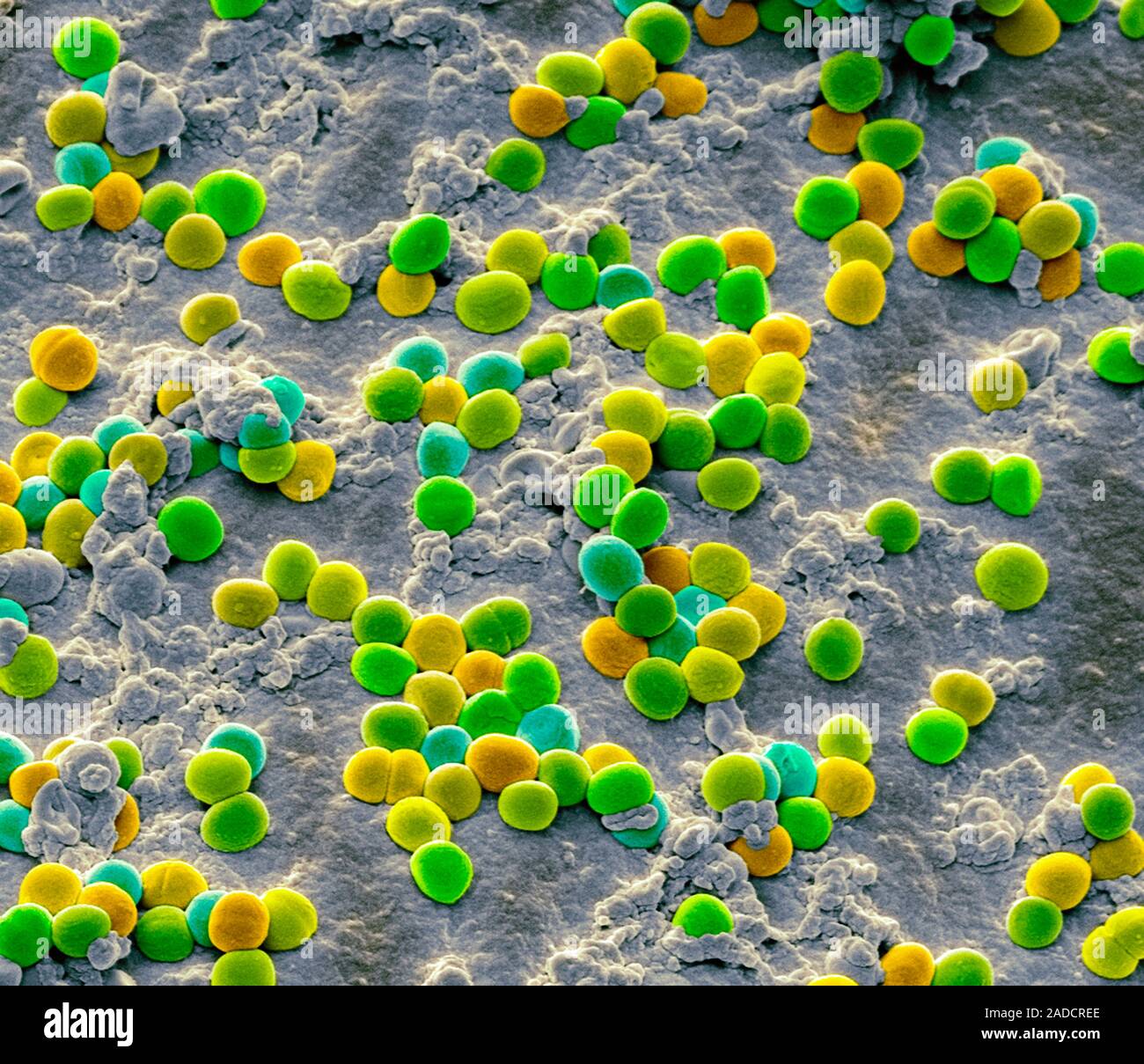 Staphylococcus Bacteria Coloured Scanning Electron Micrograph Sem