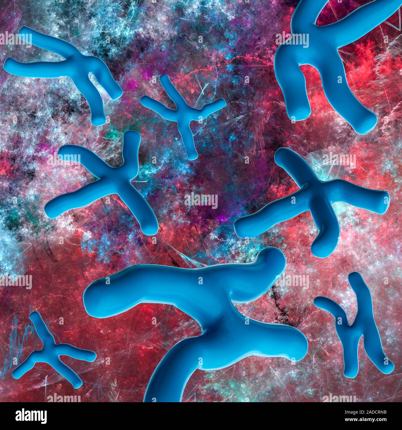 Chromosomes. Computer illustration of human chromosomes. Chromosomes ...