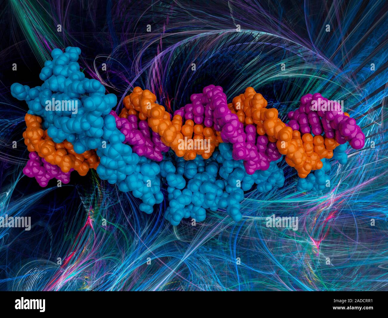 Transcription factor and ribosomal RNA (rRNA). Molecular model showing