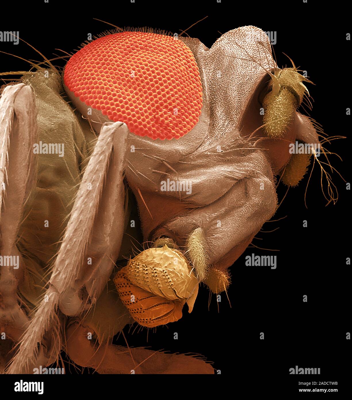Fruit fly head. Coloured Scanning Electron Micrograph (SEM) of the head ...